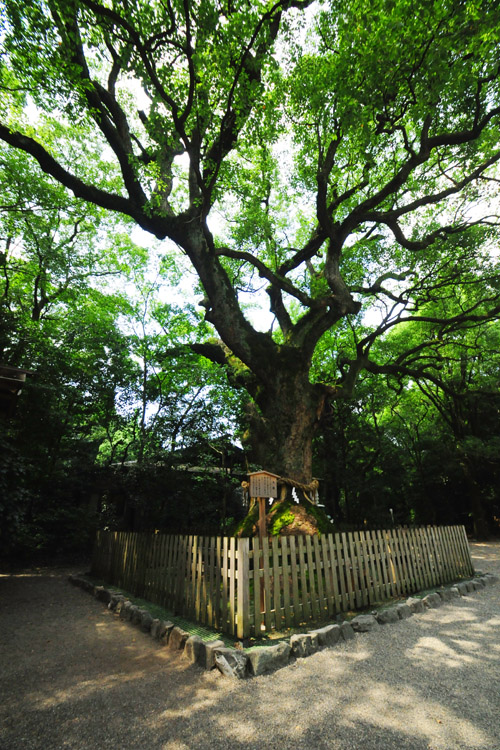 熱田神宮・大楠