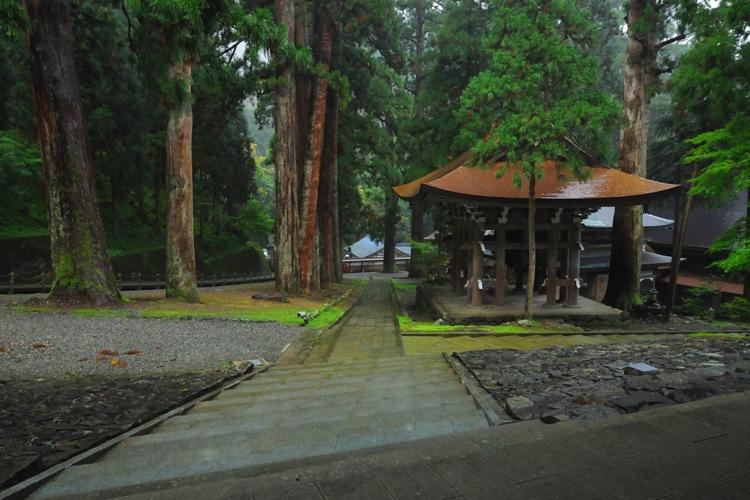 永平寺・五代杉