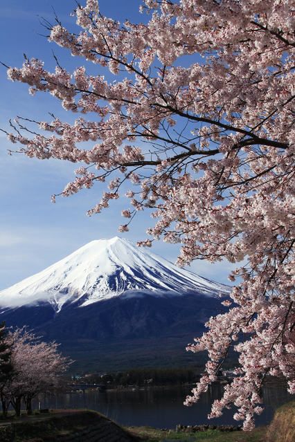 富士と桜