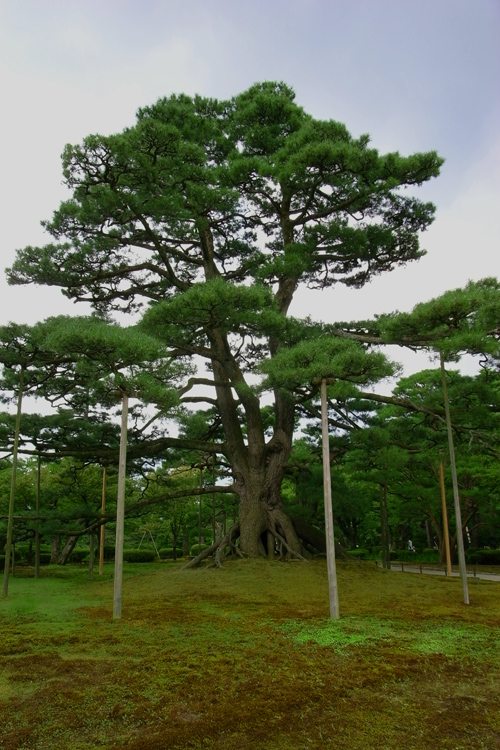 兼六園・根上松