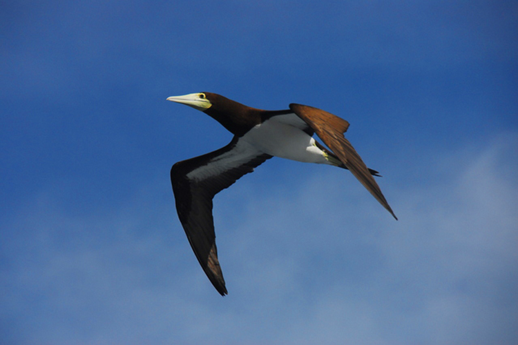 小笠原諸島・アホウドリ