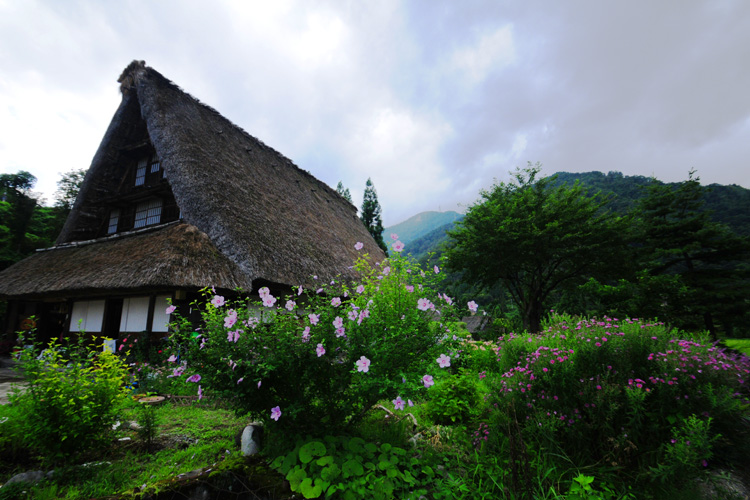 五箇山・菅沼集落林