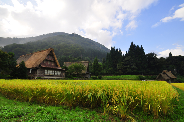 五箇山・菅沼集落林