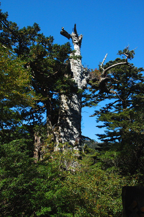 屋久島・紀元杉