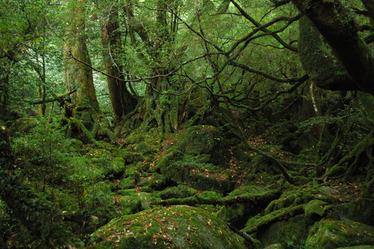 屋久島・もののけの森