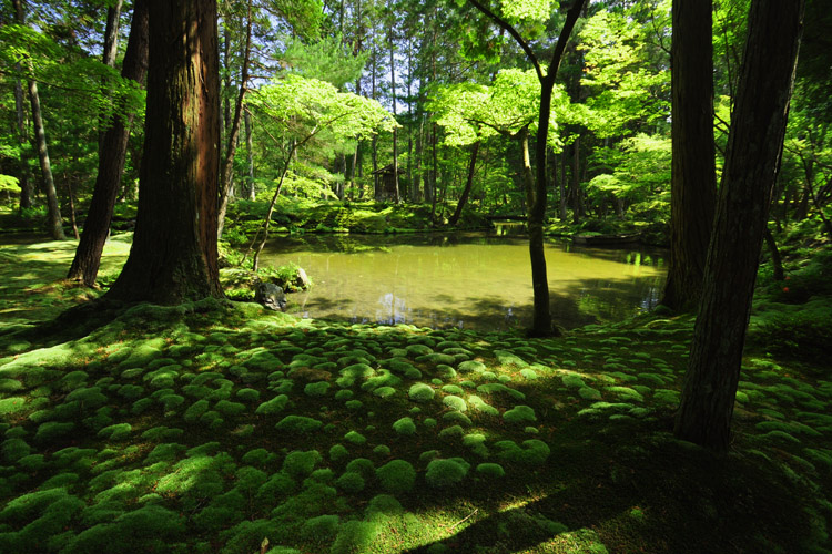 夢窓疎石の庭・西芳寺(苔寺)池泉廻遊式庭園