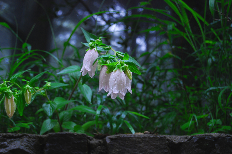 神戸市立森林植物園