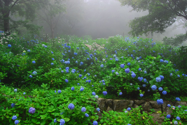 神戸市立森林植物園・アジサイ