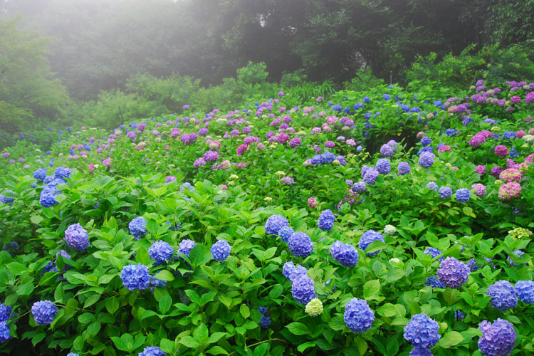 神戸市立森林植物園・アジサイ