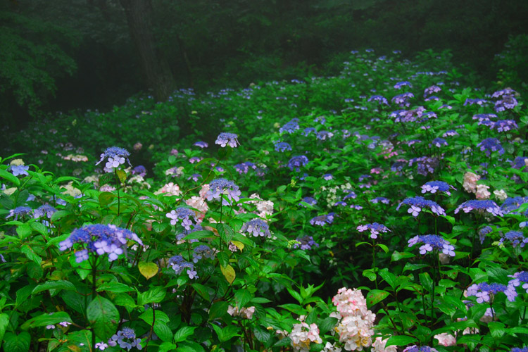 神戸市立森林植物園・アジサイ