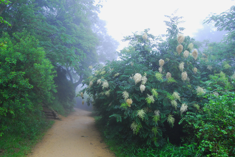 神戸市立森林植物園