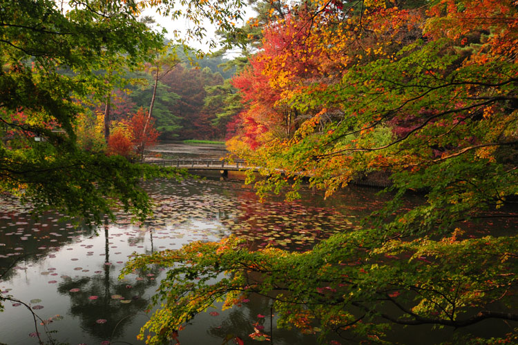 神戸市立森林植物園