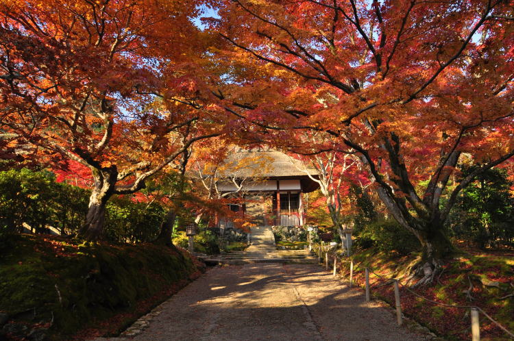 京都・常寂光寺・紅葉