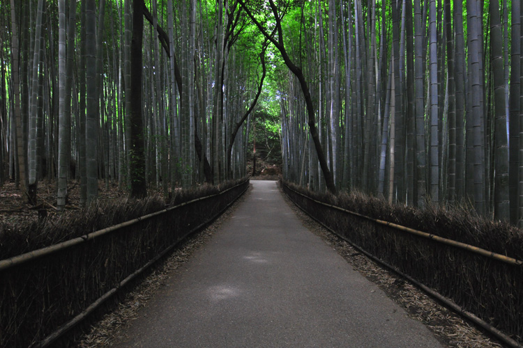 嵯峨野竹林