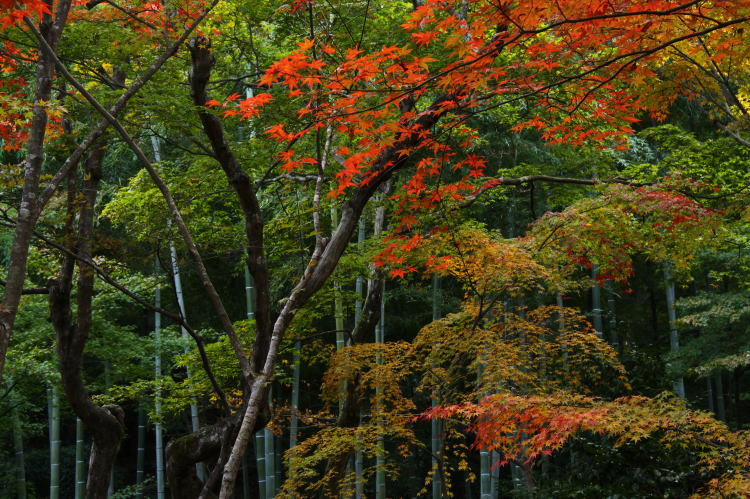 常寂光寺