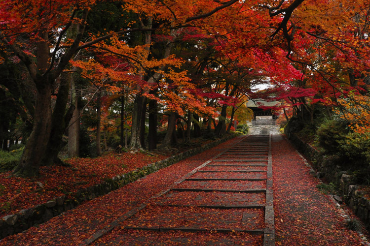 毘沙門堂・参道紅葉