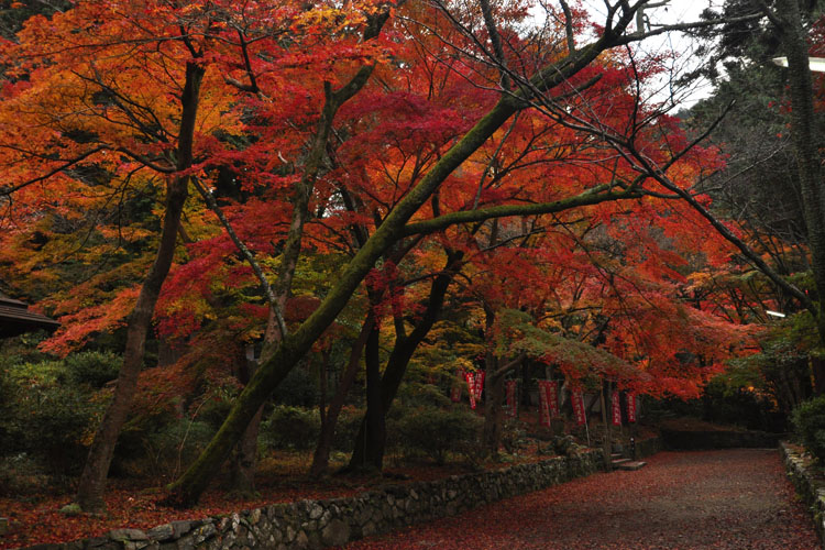 毘沙門堂・参道紅葉