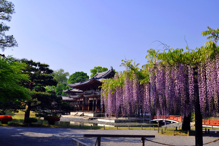 平等院・鳳凰堂と藤棚