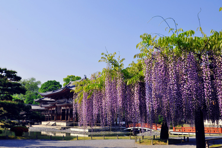 平等院・鳳凰堂と藤棚