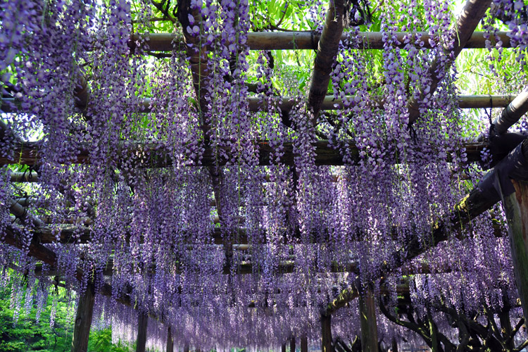 平等院・藤棚