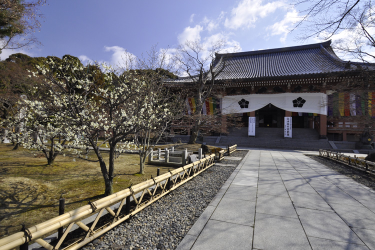 智積院・白梅