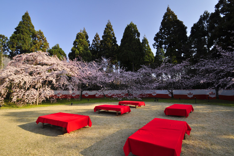 醍醐寺・憲深林苑、河津桜