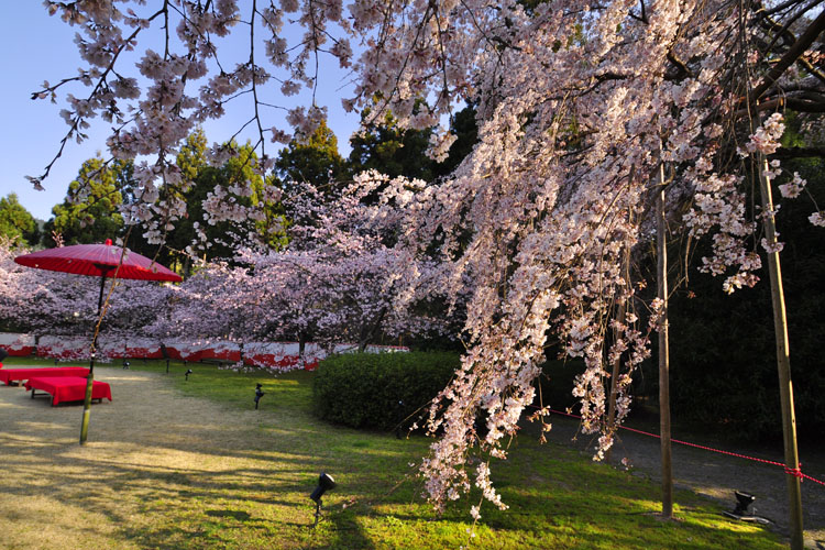 醍醐寺・憲深林苑、河津桜