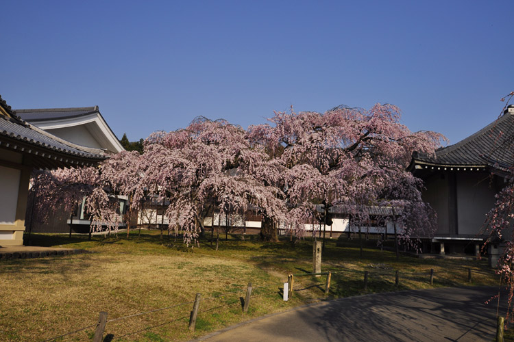 醍醐寺・霊宝館、枝垂れ桜