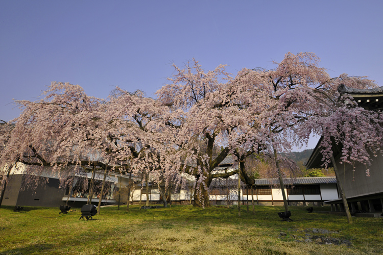 醍醐寺・霊宝館枝垂れ桜、見事です。