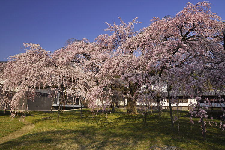 醍醐寺・霊宝館枝垂れ桜、見事です。