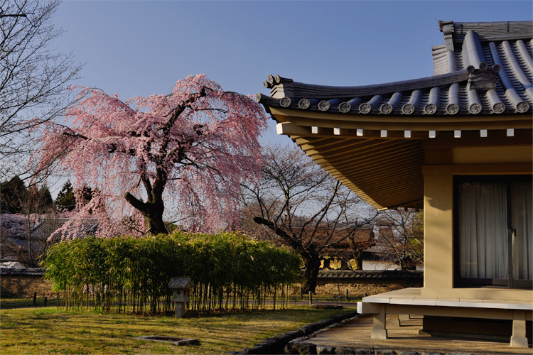 醍醐寺・霊宝館、枝垂れ桜