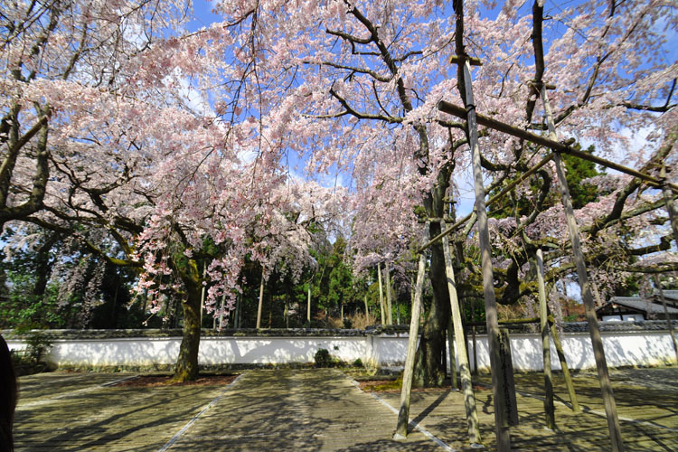 醍醐寺・三宝院、枝垂れ桜