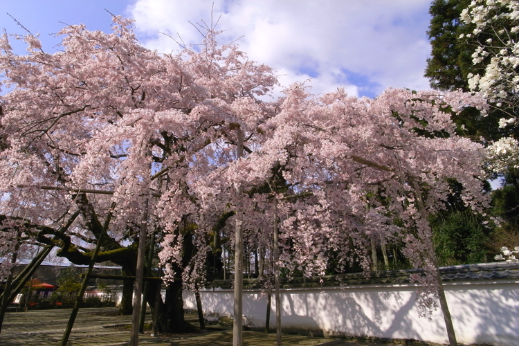 醍醐寺・三宝院、枝垂れ桜