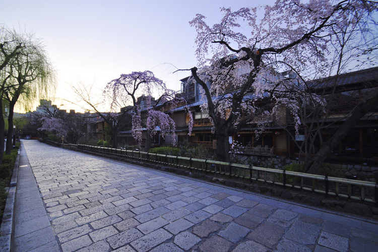 祇園白川・桜