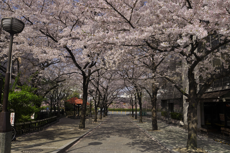 祇園白川の桜