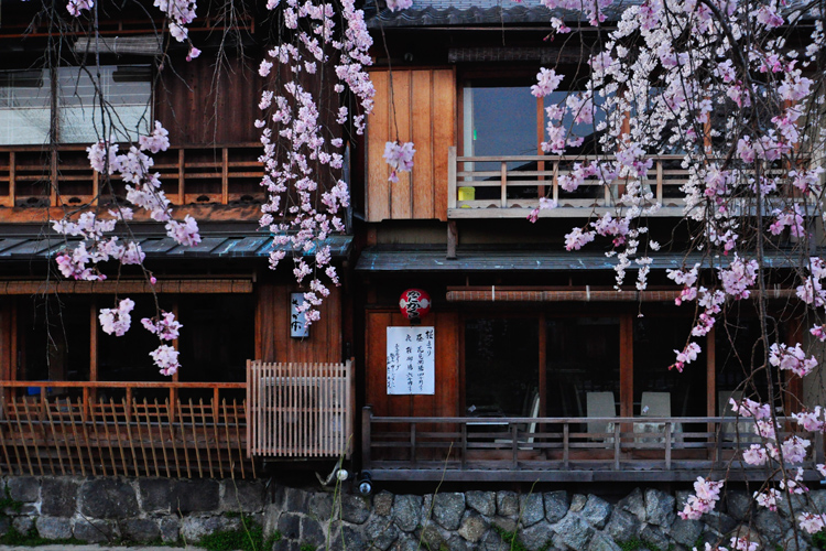 祇園白川・桜