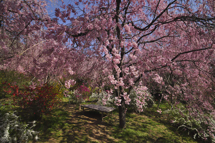 原谷苑・八重紅枝垂桜