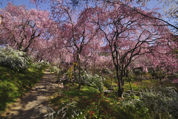 原谷苑・八重紅枝垂桜