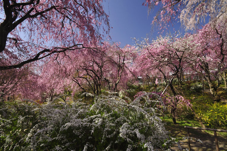 原谷苑・雪柳と八重紅枝垂桜