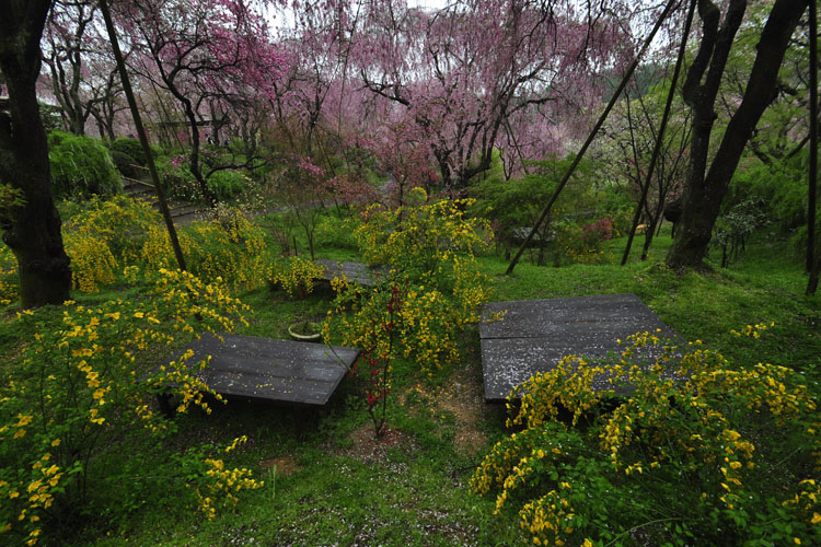 原谷苑・山吹と八重紅枝垂桜