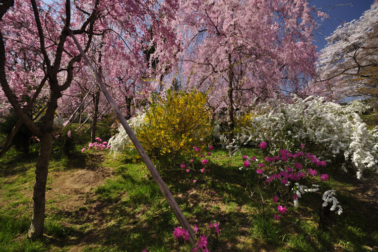 八重紅枝垂桜