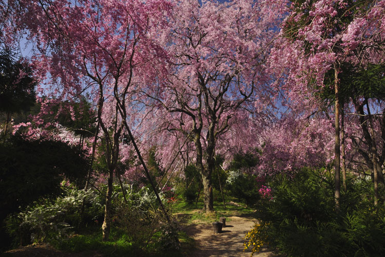 八重紅枝垂桜