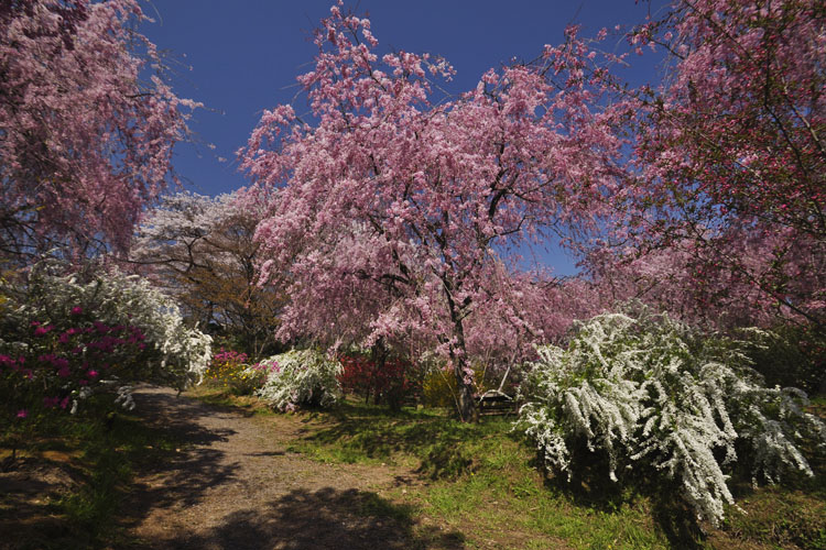 八重紅枝垂桜と雪柳