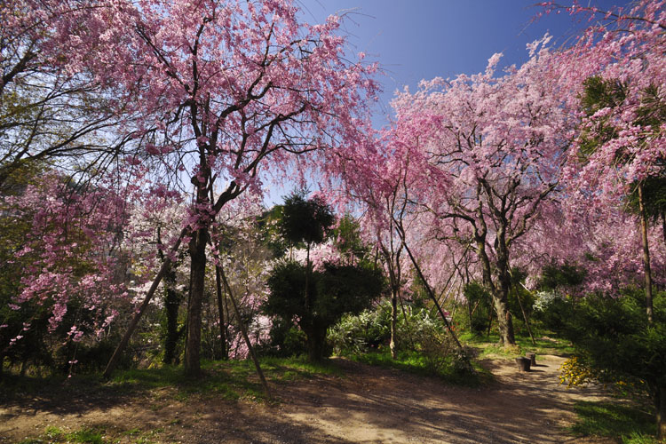 八重紅枝垂桜