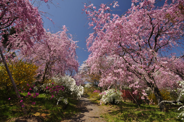 原谷苑・八重紅枝垂桜