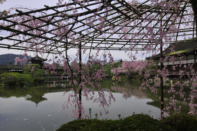 平安神宮神苑栖鳳池と泰平閣と紅枝垂桜