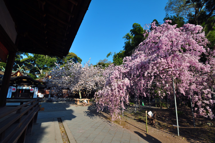 平野神社・衣笠桜と一葉桜