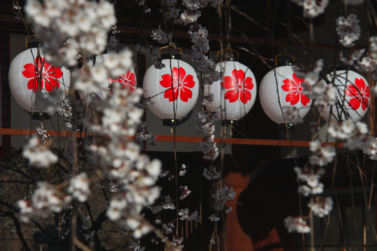平野神社・桜の神紋