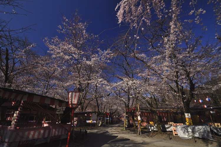 平野神社春の境内