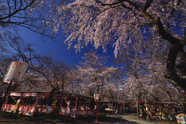 平野神社・境内と桜